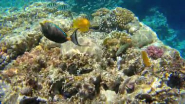 Kızıl Deniz 'deki mercan resifinde sualtı deniz manzarası, Sharm el Sheikh, Güney Sina, Mısır