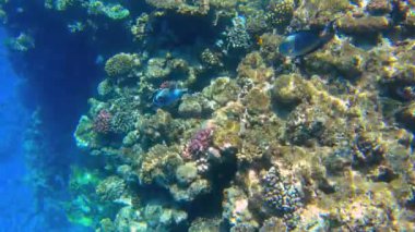 Kızıl Deniz 'deki mercan resifinde sualtı deniz manzarası, Sharm el Sheikh, Güney Sina, Mısır, Arothron Diadematus, nam-ı diğer Maskeli Kirpi.