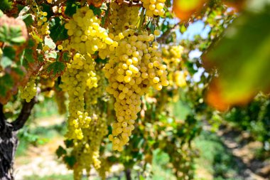 Fresh grapes bundle bunch seedless organically grown in Manisa ( Akhisar, Alasehir, Kula, Salihli and Alasehir )  on Vineyard on shed very good sweet taste seedless nutritional healthy. Manisa Turkey. Cekirdeksiz Sultani uzum. clipart