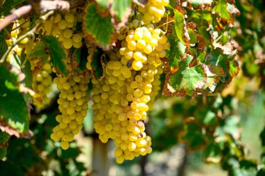 Taze üzümler demeti Manisa 'da (Akhisar, Alasehir, Kula, Salihli ve Alasehir) tohumsuz, tohumsuz ve sağlıklı bir şekilde yetiştirilmiş. Manisa Hindi. Cekirdeksiz Sultani zm.