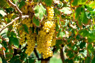 Fresh grapes bundle bunch seedless organically grown in Manisa ( Akhisar, Alasehir, Kula, Salihli and Alasehir )  on Vineyard on shed very good sweet taste seedless nutritional healthy. Manisa Turkey. Cekirdeksiz Sultani zm. clipart