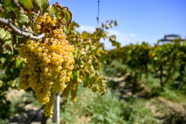 Fresh grapes bundle bunch seedless organically grown in Manisa ( Akhisar, Alasehir, Kula, Salihli and Alasehir )  on Vineyard on shed very good sweet taste seedless nutritional healthy. Manisa Turkey. Cekirdeksiz Sultani zm. clipart