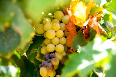 Taze üzümler demeti Manisa 'da (Akhisar, Alasehir, Kula, Salihli ve Alasehir) tohumsuz, tohumsuz ve sağlıklı bir şekilde yetiştirilmiş. Manisa Hindi. Cekirdeksiz Sultani zm.