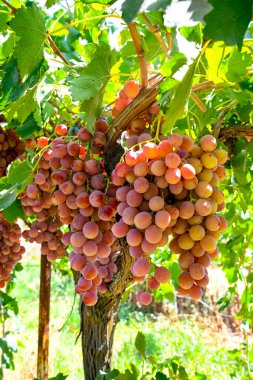 Üzüm bağındaki üzüm bağlarında asılı kırmızı üzümler (Akhisar, Alasehir, Kula, Salihli ve Alasehir) çok tatlı ve sağlıklı besin maddeleri içerir. Kırmızı yerküre üzümleri şarap için okunur. Sultani ve kirmizi uzum.