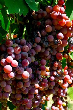 Üzüm bağındaki üzüm bağlarında asılı kırmızı üzümler (Akhisar, Alasehir, Kula, Salihli ve Alasehir) çok tatlı ve sağlıklı besin maddeleri içerir. Kırmızı yerküre üzümleri şarap için okunur. Sultani ve kirmizi uzum.