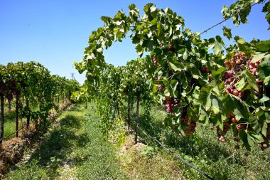 Üzüm bağındaki üzüm bağlarında asılı kırmızı üzümler (Akhisar, Alasehir, Kula, Salihli ve Alasehir) çok tatlı ve sağlıklı besin maddeleri içerir. Kırmızı yerküre üzümleri şarap için okunur. Cekirdeksiz Sultani ve kirmizi uzum.