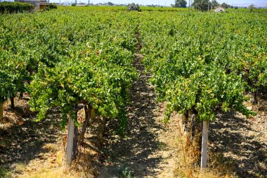 Üzüm sıralı şarap. Organik, sağlıklı ve çekirdeksiz sultani ve kırmızı dünya üzümleri Manisa 'da üretilir..
