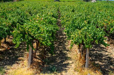 Üzüm sıralı şarap. Organik, sağlıklı ve çekirdeksiz sultani ve kırmızı dünya üzümleri Manisa 'da üretilir..