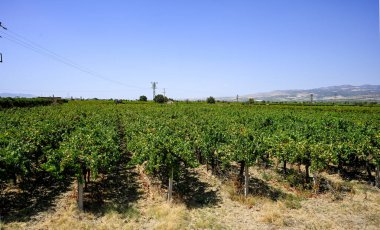 Üzüm sıralı şarap. Organik, sağlıklı ve çekirdeksiz sultani ve kırmızı dünya üzümleri Manisa 'da üretilir..