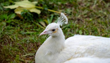 Parlak renkli tavus kuşu, canlı maviler, yeşiller ve altın renkleriyle parıldayan tüyleriyle tanınan çarpıcı bir kuştur. Parlak renkli ve beyaz tavus kuşları Antalya Müzesi bahçesinde özgürce dolaşıyorlar.
