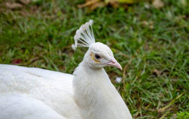 Parlak renkli tavus kuşu, canlı maviler, yeşiller ve altın renkleriyle parıldayan tüyleriyle tanınan çarpıcı bir kuştur. Parlak renkli ve beyaz tavus kuşları Antalya Müzesi bahçesinde özgürce dolaşıyorlar.