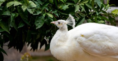 Parlak renkli tavus kuşu, canlı maviler, yeşiller ve altın renkleriyle parıldayan tüyleriyle tanınan çarpıcı bir kuştur. Parlak renkli ve beyaz tavus kuşları Antalya Müzesi bahçesinde özgürce dolaşıyorlar.