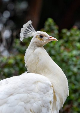 Parlak renkli tavus kuşu, canlı maviler, yeşiller ve altın renkleriyle parıldayan tüyleriyle tanınan çarpıcı bir kuştur. Parlak renkli ve beyaz tavus kuşları Antalya Müzesi bahçesinde özgürce dolaşıyorlar.