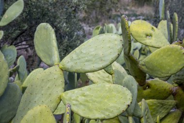 Yakın plan kaktüs tavşan kulak bitkisi Opuntia microdasys, Opuntioid kaktüs, kalp şeklinde, Hint inciri, pürüzsüz dağ dikenli armudu, misyon kaktüsü, nopal, fius indica, Opuntia vulgaris, yumuşak seçici odak.