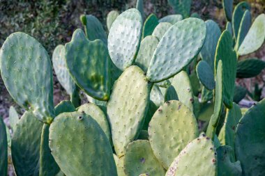 Yakın plan kaktüs tavşan kulak bitkisi Opuntia microdasys, Opuntioid kaktüs, kalp şeklinde, Hint inciri, pürüzsüz dağ dikenli armudu, misyon kaktüsü, nopal, fius indica, Opuntia vulgaris, yumuşak seçici odak.