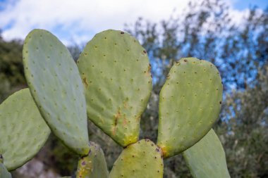 Yakın plan kaktüs tavşan kulak bitkisi Opuntia microdasys, Opuntioid kaktüs, kalp şeklinde, Hint inciri, pürüzsüz dağ dikenli armudu, misyon kaktüsü, nopal, fius indica, Opuntia vulgaris, yumuşak seçici odak.