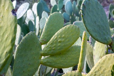 Yakın plan kaktüs tavşan kulak bitkisi Opuntia microdasys, Opuntioid kaktüs, kalp şeklinde, Hint inciri, pürüzsüz dağ dikenli armudu, misyon kaktüsü, nopal, fius indica, Opuntia vulgaris, yumuşak seçici odak.