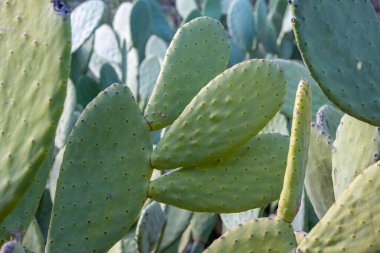 Yakın plan kaktüs tavşan kulak bitkisi Opuntia microdasys, Opuntioid kaktüs, kalp şeklinde, Hint inciri, pürüzsüz dağ dikenli armudu, misyon kaktüsü, nopal, fius indica, Opuntia vulgaris, yumuşak seçici odak.