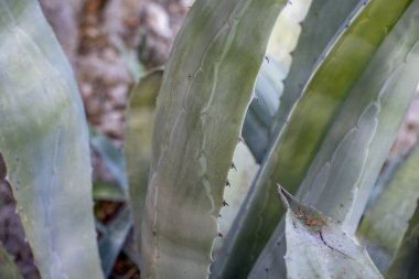 Dikenli, dikenli mavi-yeşil agave yaprakları. Türkiye 'de kozmetik ürünler için kullanılan asparagaceae egzotik bitkiler. Kaktüs, sulular soyut arkaplan