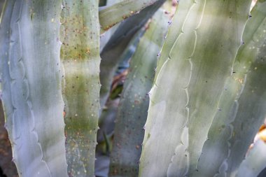 Dikenli, dikenli mavi-yeşil agave yaprakları. Türkiye 'de kozmetik ürünler için kullanılan asparagaceae egzotik bitkiler. Kaktüs, sulular soyut arkaplan