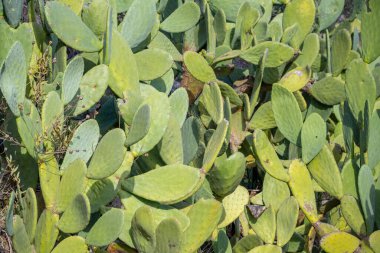 Yakın plan kaktüs tavşan kulak bitkisi Opuntia microdasys, Opuntioid kaktüs, kalp şeklinde, Hint inciri, pürüzsüz dağ dikenli armudu, misyon kaktüsü, nopal, fius indica, Opuntia vulgaris, yumuşak seçici odak.