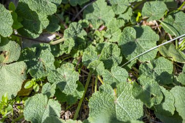 Yabani cheeseweed veya mallow (malva sylvestris) yaprakları