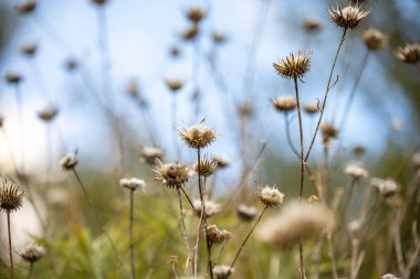 Makro kuru dandellion çiçeği dalı yakın görünüm, bokeh arkaplan