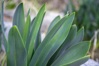 Colchicum 'un yeşil yaprakları, baharda bahçede lale