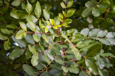 Terebinth ağacının yaprağında safra oluşumu, (Citlembik - Pistacia terebinthus ).