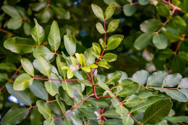 Gall forming on the leaf of the terebinth tree, ( Citlembik - Pistacia terebinthus ). clipart