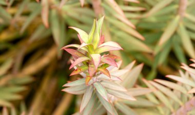 Didyma kalıntıları, Aydn ilinin modern Didim ilçesinin kuzeybatısında yer almaktadır. Eski çağlarda Milezya Yarımadası 'nı oluşturan bir burnun üzerinde yer alıyor. Didyma, klasik şehir Miletus 'un bölgesinde bir sığınaktı..