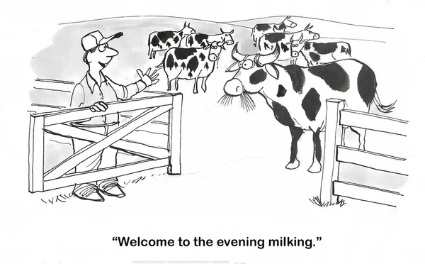 Bw卡通片 一位男性农民兴高采烈地欢迎奶牛参加晚间挤奶活动 图库图片