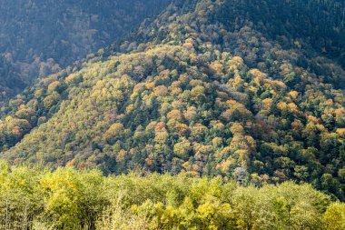 Sonbahar akçaağaç sarısı yaprakları Arkaplan ve gökyüzü üzerinde. Akçaağaç Kanada 'nın en çok tanınan ulusal sembolüdür..