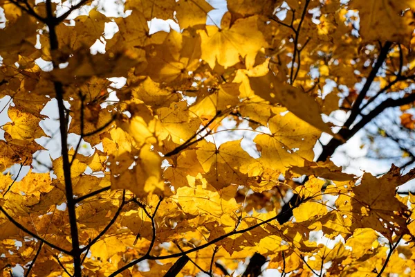 Jesienny Klon Żółty Liście Trzech Tle Nieba Maple Jest Najbardziej — Zdjęcie stockowe