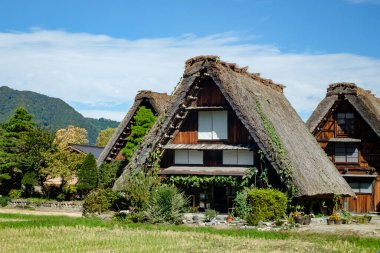 Japon Shirakawago köyü sonbahar mevsiminde ekim ayında. Üçgen çatılı geleneksel Shirakawa evi pirinç tarlası, çam dağı ve bulutsuz gökyüzü..
