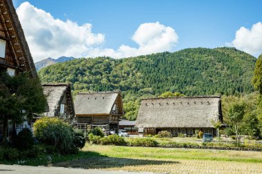 Japon Shirakawago köyü sonbahar mevsiminde ekim ayında. Üçgen çatılı geleneksel Shirakawa evi pirinç tarlası, çam dağı ve bulutsuz gökyüzü..