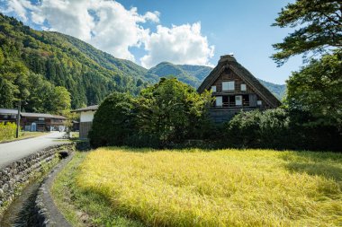 Japon Shirakawago köyü sonbahar mevsiminde ekim ayında. Üçgen çatılı geleneksel Shirakawa evi pirinç tarlası, çam dağı ve bulutsuz gökyüzü..