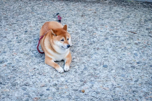 芝犬日本犬はコピースペースで地面に座っています — ストック写真