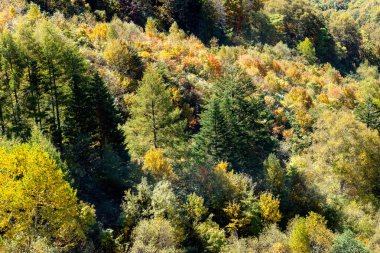 Ana turistik ilgi odağı Shin Hotaka 'nın sonbahar renklerinde bir teleferik ve turistlere hizmet veren bir halatla. Japon Alpleri, Shinhotaka halatı ve sonbahar yaprakları..
