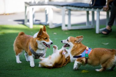 Sevimli Galli Corgi Yavrusu Arkadaşlarıyla Park Gezintisinin Tadını Çıkartıyor