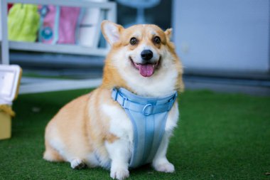 Mutlu kahverengi ve beyaz bir Sınır Galli Corgi köpeği, izole edilmiş ve dilsiz, şirin bir portre için poz veriyor.