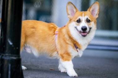 Mutlu kahverengi ve beyaz bir Sınır Galli Corgi köpeği, izole edilmiş ve dilsiz, şirin bir portre için poz veriyor.