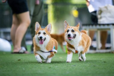 Sevimli Galli Corgi Yavrusu Arkadaşlarıyla Park Gezintisinin Tadını Çıkartıyor