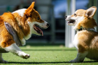 Sevimli Galli Corgi Yavrusu Arkadaşlarıyla Park Gezintisinin Tadını Çıkartıyor