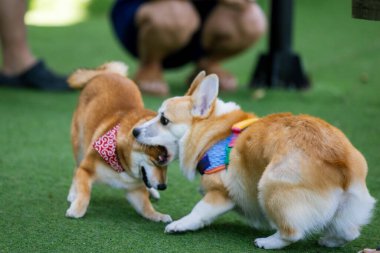 Sevimli Galli Corgi Yavrusu Arkadaşlarıyla Park Gezintisinin Tadını Çıkartıyor