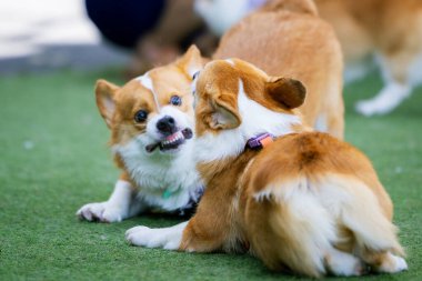 Sevimli Galli Corgi Yavrusu Arkadaşlarıyla Park Gezintisinin Tadını Çıkartıyor