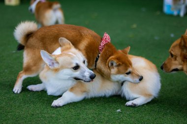 Sevimli Galli Corgi Yavrusu Arkadaşlarıyla Park Gezintisinin Tadını Çıkartıyor