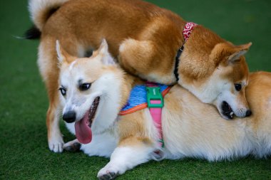 Sevimli Galli Corgi Yavrusu Arkadaşlarıyla Park Gezintisinin Tadını Çıkartıyor