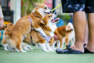 Sevimli Galli Corgi Yavrusu Arkadaşlarıyla Park Gezintisinin Tadını Çıkartıyor