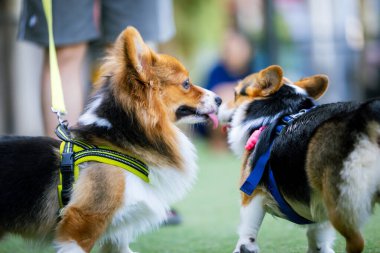 Sevimli Galli Corgi Yavrusu Arkadaşlarıyla Park Gezintisinin Tadını Çıkartıyor